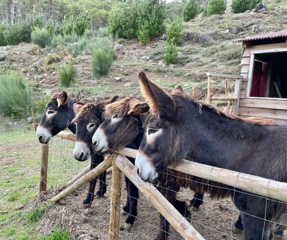 Mountain Eco Shelter 2 Hotel Funchal  Ngoại thất bức ảnh